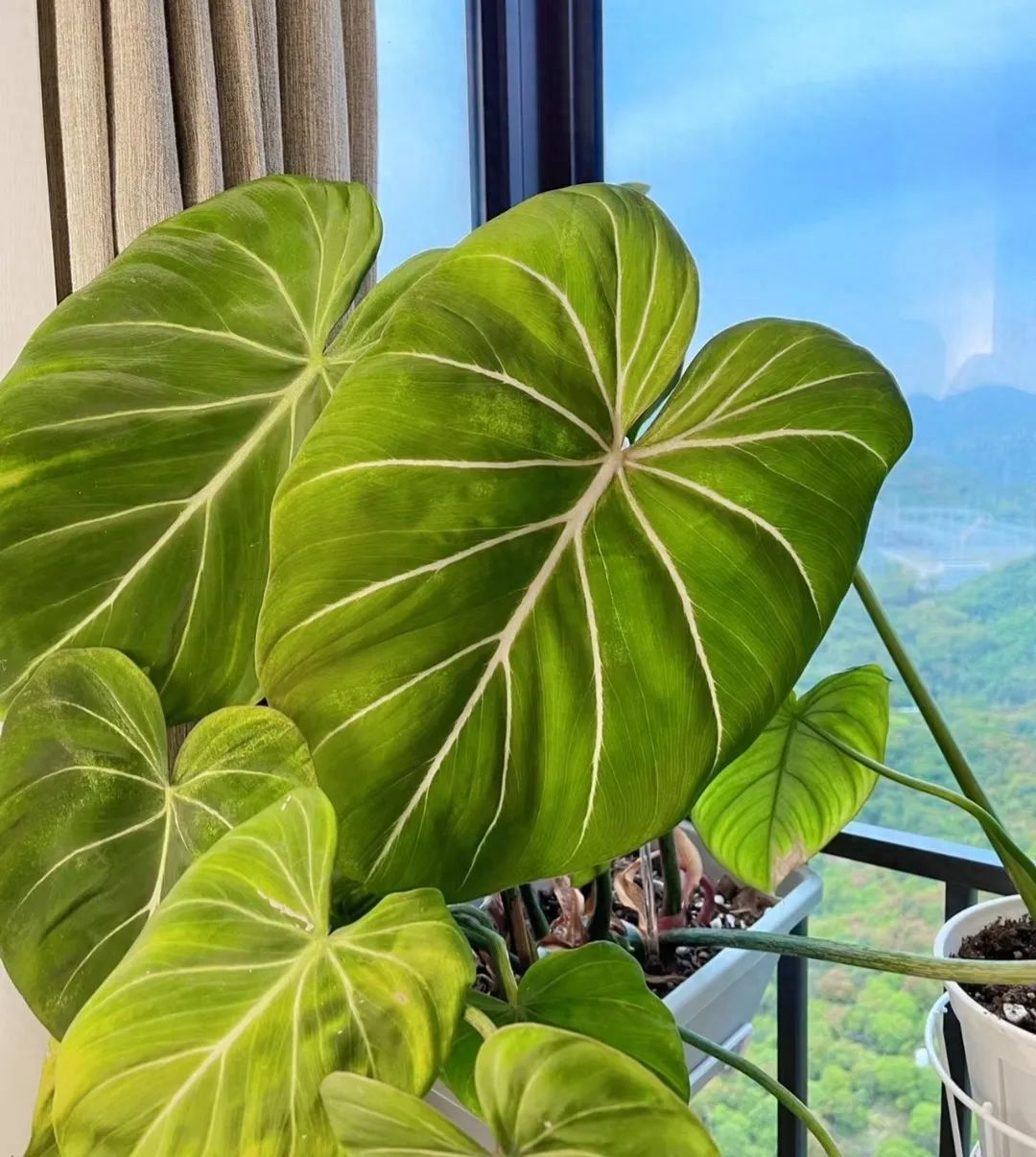 天堂室內(nèi)鳥綠植適合陽臺養(yǎng)嗎_室內(nèi)天堂鳥植物有毒嗎_天堂鳥綠植適合室內(nèi)嗎