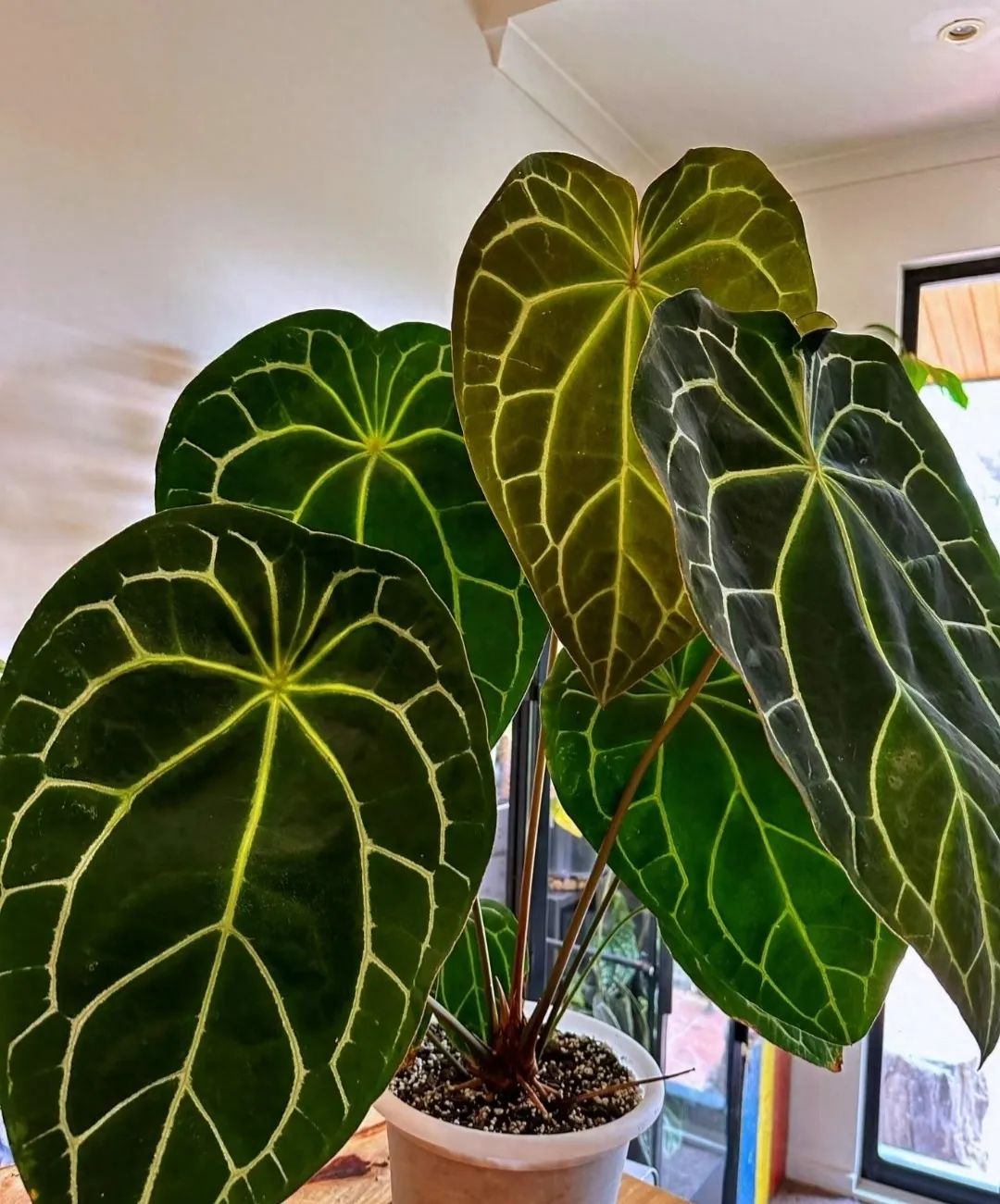 天堂鳥綠植適合室內(nèi)嗎_室內(nèi)天堂鳥植物有毒嗎_天堂室內(nèi)鳥綠植適合陽臺養(yǎng)嗎