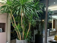 室內種上一盆豪華大綠植，我擁有了“氧氣感”十足的家