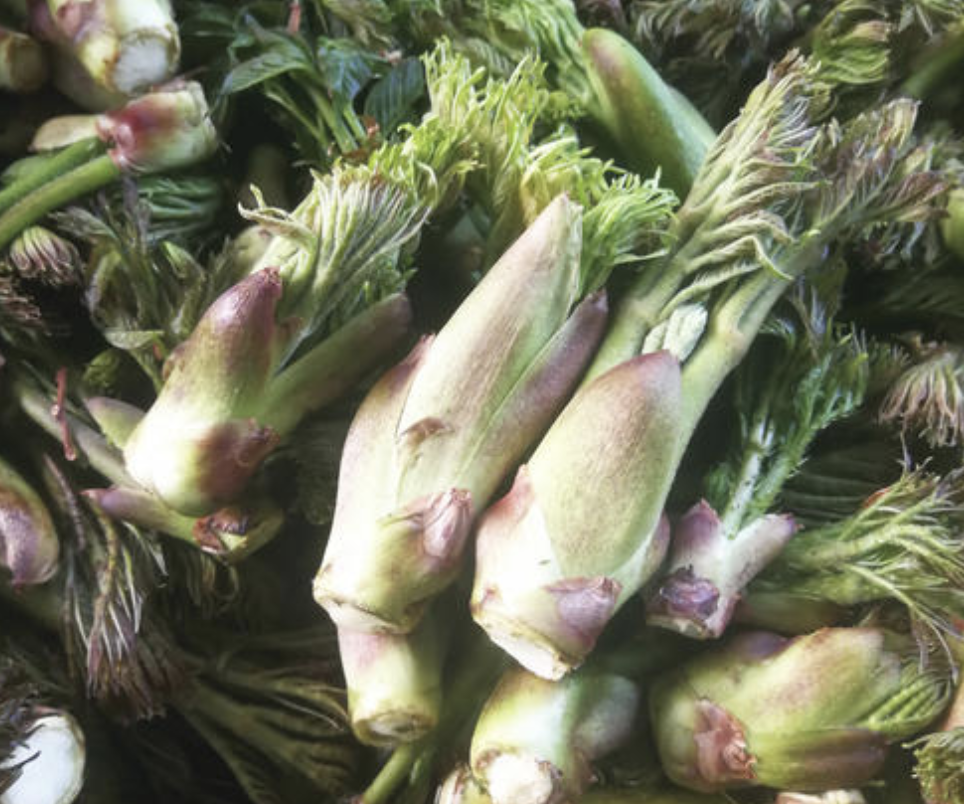 刺老芽移栽_刺老芽種植栽培技術_刺老芽栽培技術視頻