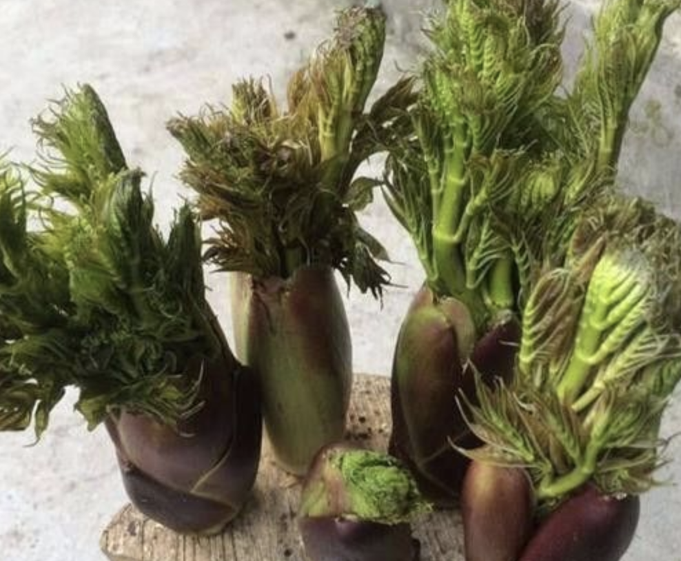 刺老芽種植栽培技術_刺老芽移栽_刺老芽栽培技術視頻