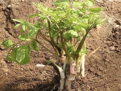 “1種雜草”曾被當柴燒，殊不知是“盆景樹”，養2年，1盆值100