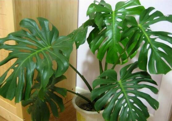 室內(nèi)擺什么綠植好_室內(nèi)擺綠植的好處_擺室內(nèi)綠植好不好呢