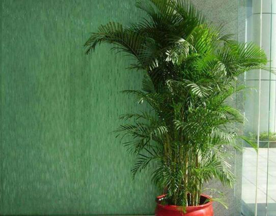 擺室內(nèi)綠植好不好呢_室內(nèi)擺綠植的好處_室內(nèi)擺什么綠植好