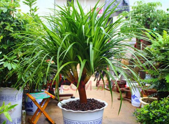 室內(nèi)擺什么綠植好_室內(nèi)擺綠植的好處_擺室內(nèi)綠植好不好呢