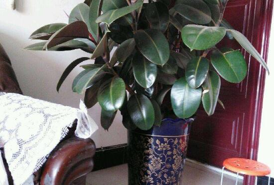 室內(nèi)擺綠植的好處_室內(nèi)擺什么綠植好_擺室內(nèi)綠植好不好呢