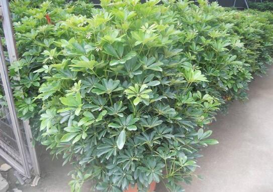 室內(nèi)擺什么綠植好_擺室內(nèi)綠植好不好呢_室內(nèi)擺綠植的好處