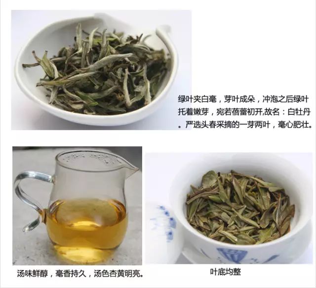 白牡丹藥用價值_白牡丹藥材_中藥白牡丹的別名