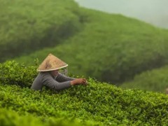 白牡丹茶～茶中珍品