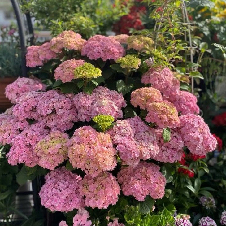 北方冬天適合養什么綠植_北方冬天適合養的綠植_北方冬天適合養的植物