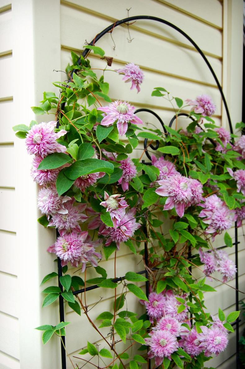 北方冬天適合養的植物_北方冬天適合養什么綠植_北方冬天適合養的綠植