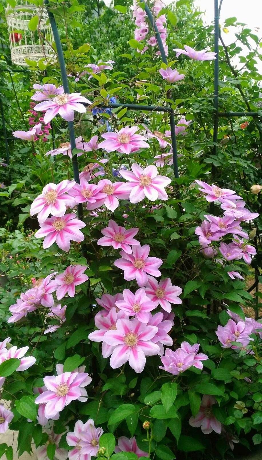 北方冬天適合養什么綠植_北方冬天適合養的植物_北方冬天適合養的綠植