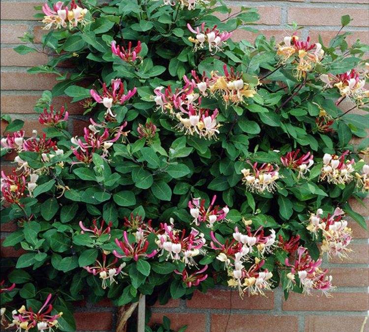 北方冬天適合養的植物_北方冬天適合養的綠植_北方冬天適合養什么綠植