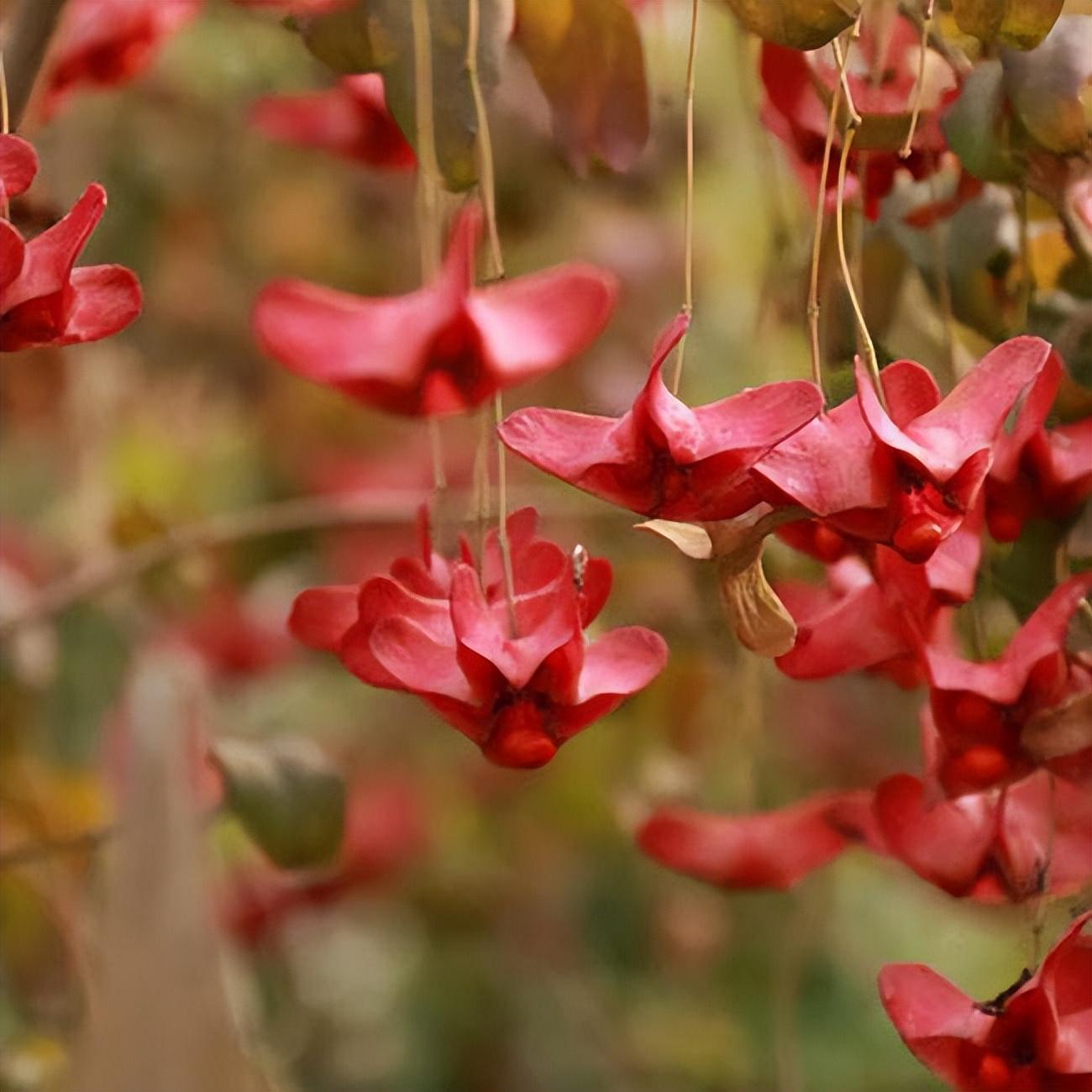 北方冬天適合養的綠植_北方冬天適合養的植物_北方冬天適合養什么綠植