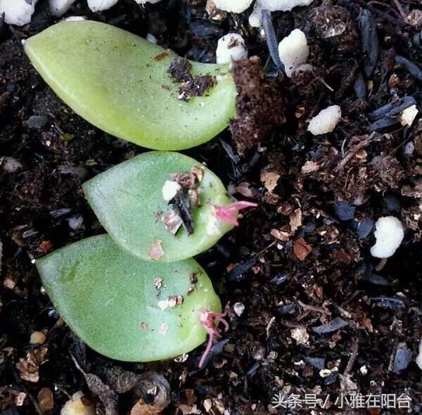 植物扦插多肉怎么養_多肉植物扦插_多肉植物怎么扦插