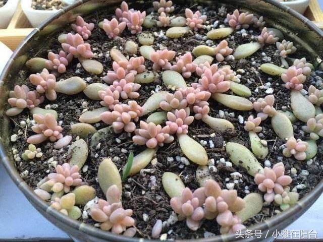植物扦插多肉怎么養_多肉植物扦插_多肉植物怎么扦插