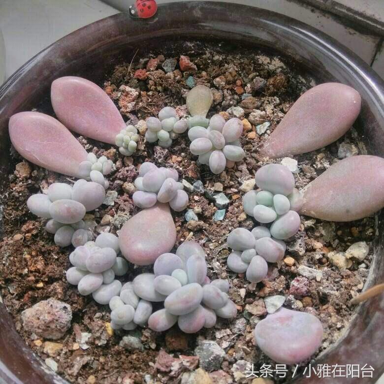 多肉植物扦插_多肉植物怎么扦插_植物扦插多肉怎么養