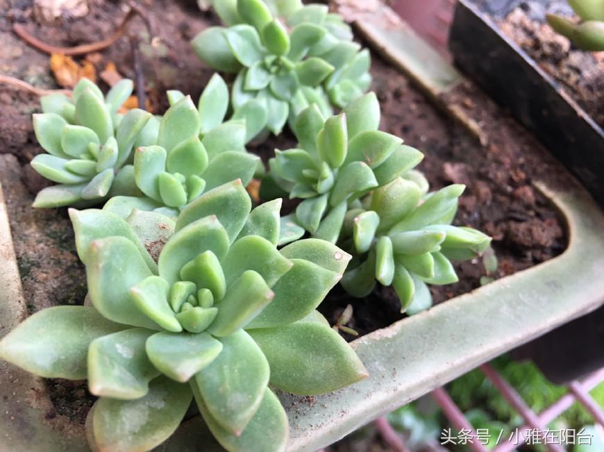 多肉植物扦插_植物扦插多肉怎么養_多肉植物怎么扦插