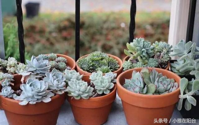 植物扦插多肉怎么養_多肉植物怎么扦插_多肉植物扦插