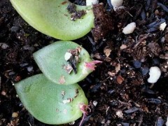 多肉葉片這樣扦插，20天就長根，半年養出幾十盆胖嘟嘟的多肉！