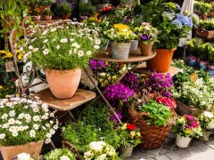 冬季室內放什么植物最好？