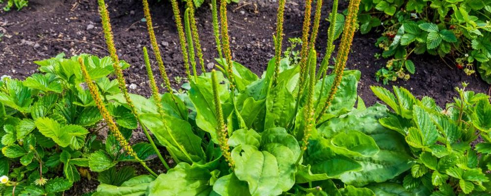 補腎的中藥叫什么_補腎最好的中藥材是什么藥材_藥材好補腎中是什么成分