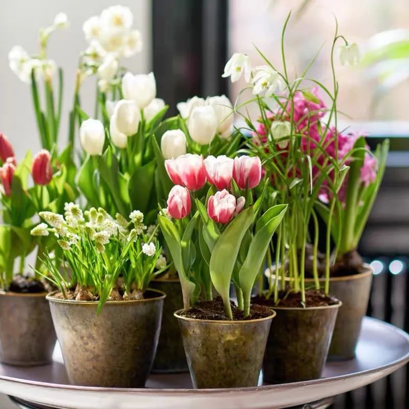 秋冬室內養綠植適合什么花盆_秋冬室內養綠植適合什么土壤_秋冬適合室內養的綠植