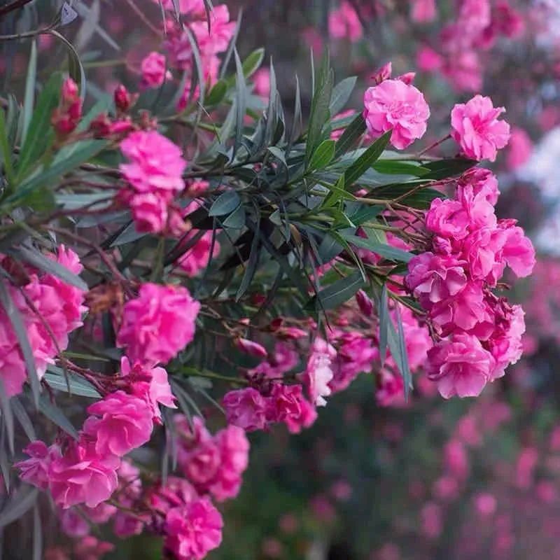 秋冬適合室內養的綠植_秋冬室內養綠植適合什么花盆_秋冬室內養綠植適合什么土壤