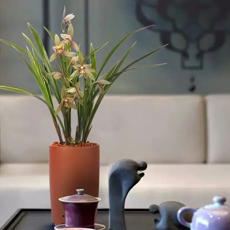 秋冬室內養綠植適合什么土壤_秋冬室內養綠植適合什么花盆_秋冬適合室內養的綠植