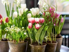 秋冬門窗緊閉，這8種花草千萬不能放臥室養，小心對身體有害，家里有的趕緊搬出去！