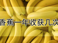 香蕉一年收獲幾次
