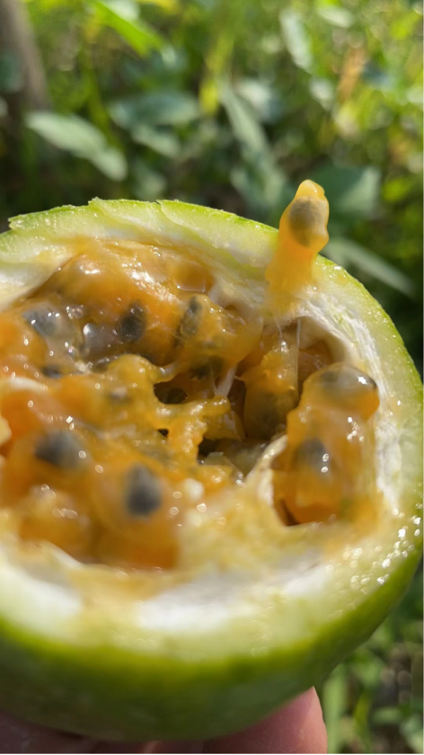 香果樹苗圃_百香果種植_果香小種介紹