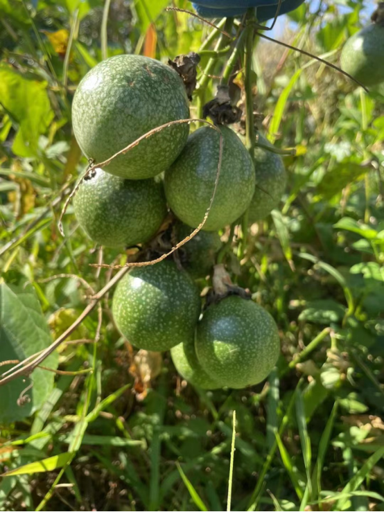 果香小種介紹_百香果種植_香果樹苗圃