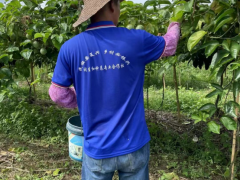 破殼流蜜裹細卵，百香果藏“黃金磚” | 尋味深汕⑦