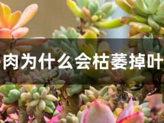 多肉為什么會枯萎掉葉子