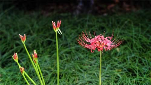 種植曼陀羅花方法視頻_種植曼陀羅花方法圖片_曼陀羅花的種植方法