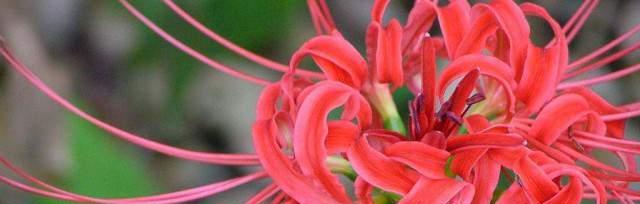 曼陀羅花的種植方法_種植曼陀羅花方法圖片_種植曼陀羅花方法視頻