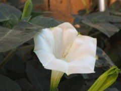 紫色曼陀羅花的花語及象征意義（探尋紫色曼陀羅花所代表的神秘花語與美好寓意）