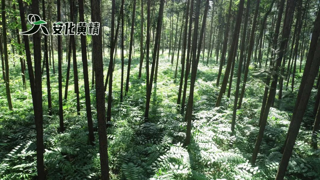 黃精藥材作用_黃精藥材作用_黃精藥材作用