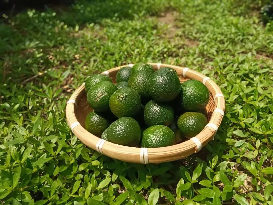 黃精藥材作用_黃精藥材作用_黃精藥材作用