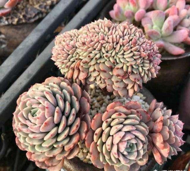 多肉植物用肥_多肉肥料喜歡什么土壤_多肉喜歡什么肥料