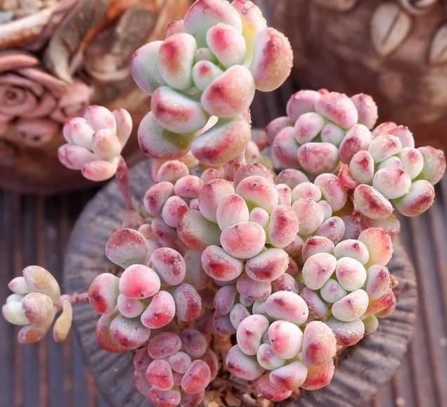 多肉肥料喜歡什么土壤_多肉植物用肥_多肉喜歡什么肥料