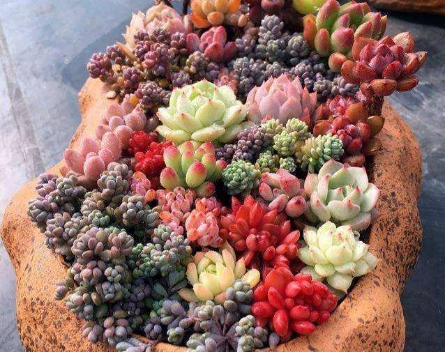 多肉肥料喜歡什么土壤_多肉植物用肥_多肉喜歡什么肥料