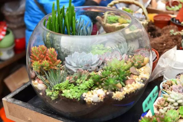 番杏類多肉哪個好養(yǎng)_多肉枝干番杏怎么養(yǎng)_枝干番杏多肉