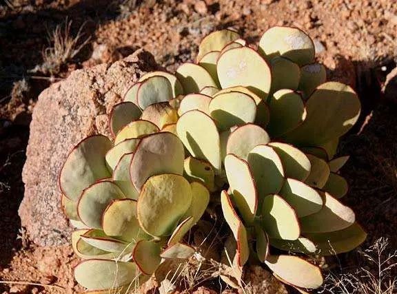 枝干番杏多肉_番杏類多肉哪個好養(yǎng)_多肉枝干番杏怎么養(yǎng)