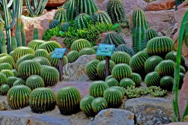 枝干番杏多肉_番杏類多肉哪個好養(yǎng)_多肉枝干番杏怎么養(yǎng)