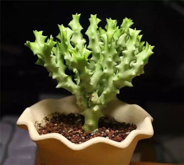 多肉枝干番杏怎么養(yǎng)_番杏類多肉哪個好養(yǎng)_枝干番杏多肉