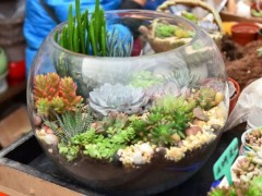 重要！家里養的多肉植物有毒？一點要了解