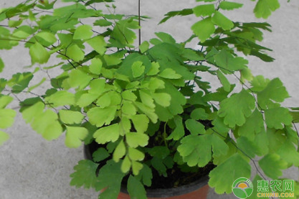 有寓意的綠植盆栽_什么綠植寓意好_綠植象征