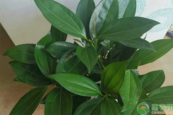 什么綠植寓意好_綠植象征_有寓意的綠植盆栽